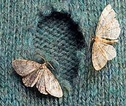 parasitic wasps to get rid of clothes moths