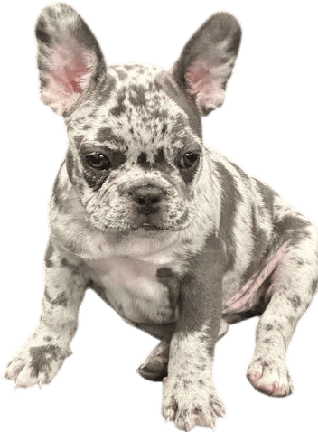 Remi