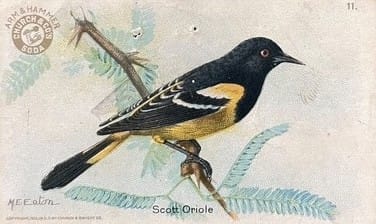 Vintage Bird Cards