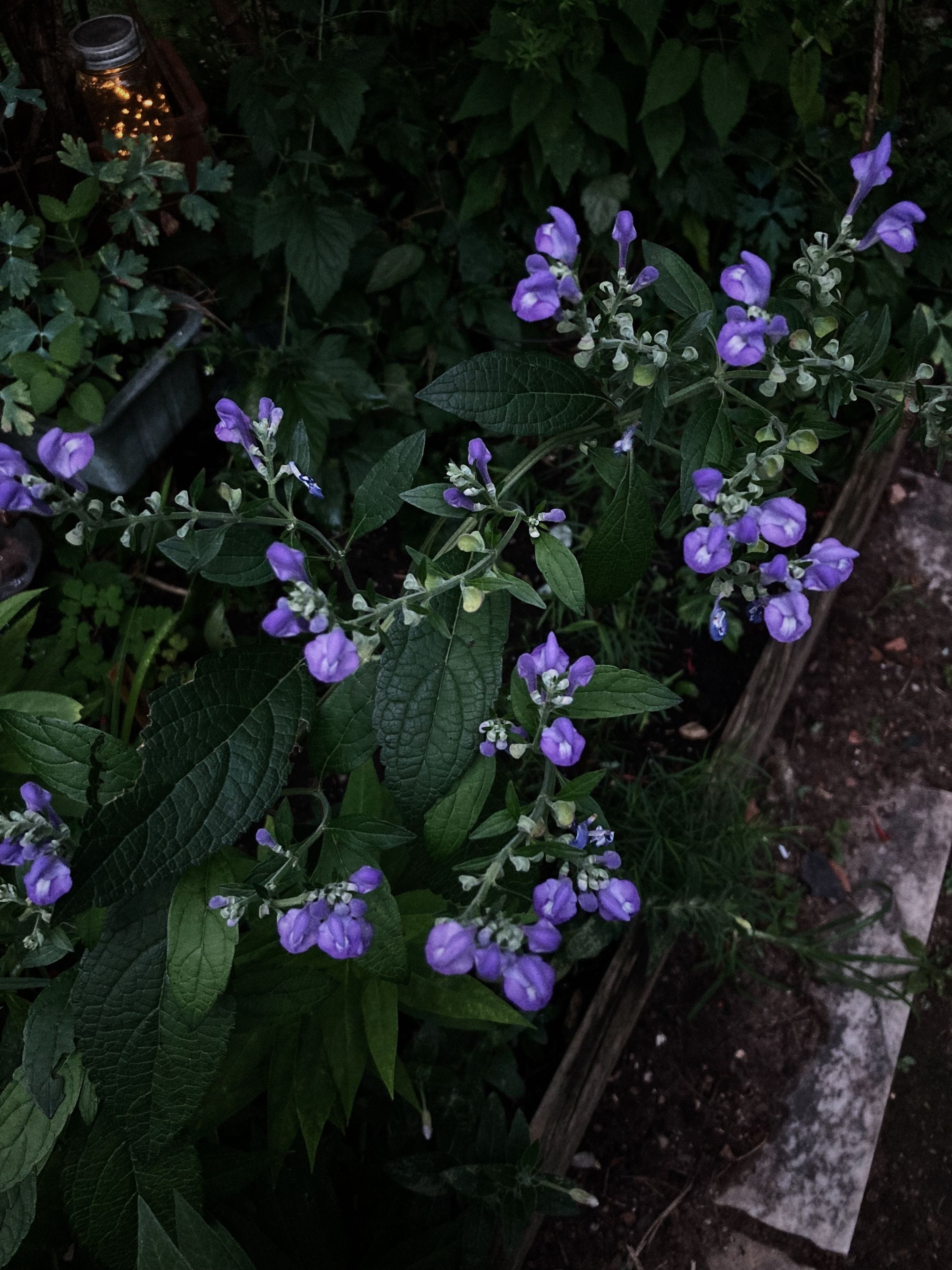 Scutellaria incana