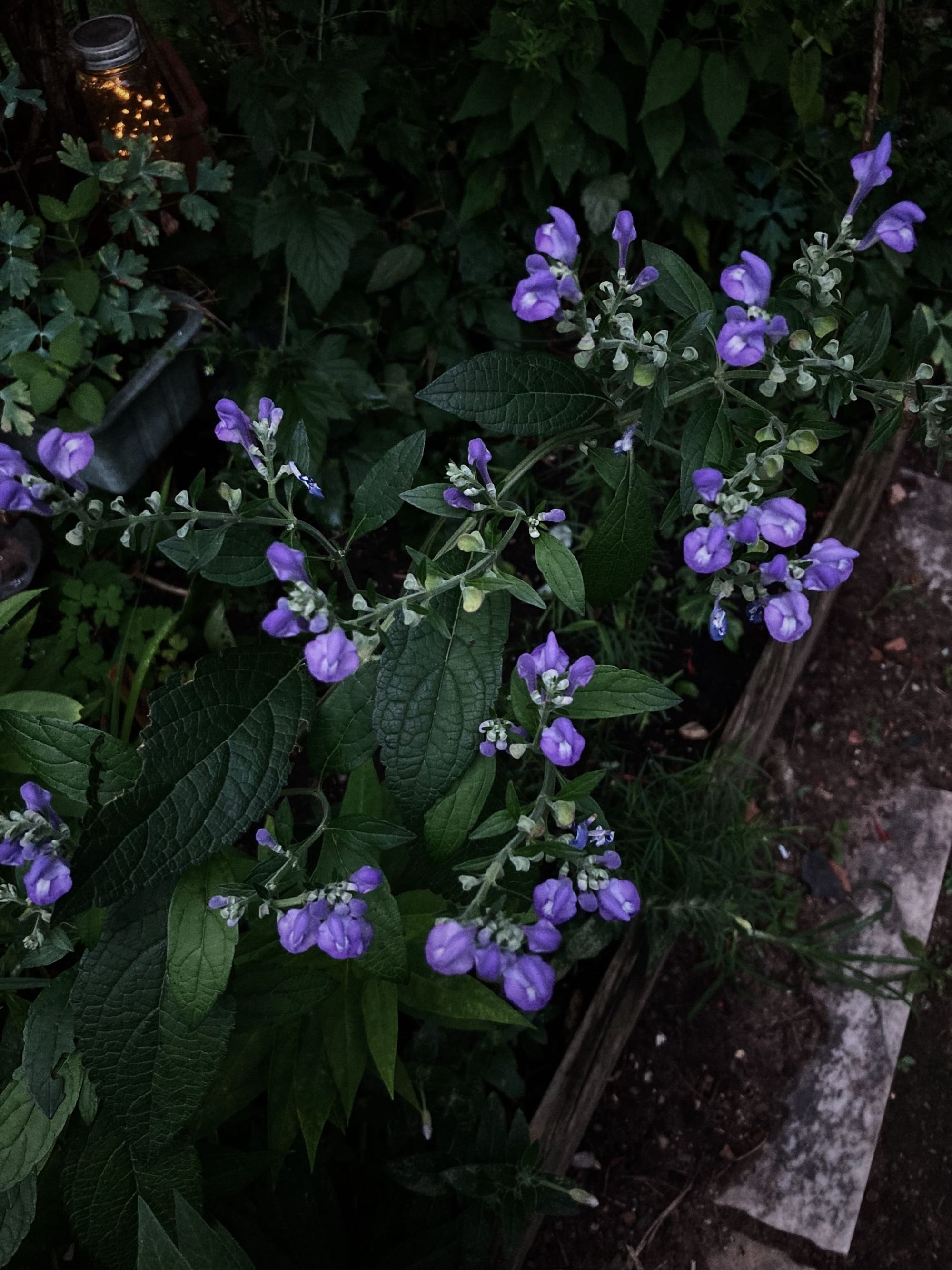 Scutellaria incana