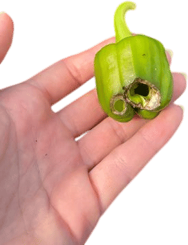 Forgiving the critter who took one bite of your bell pepper