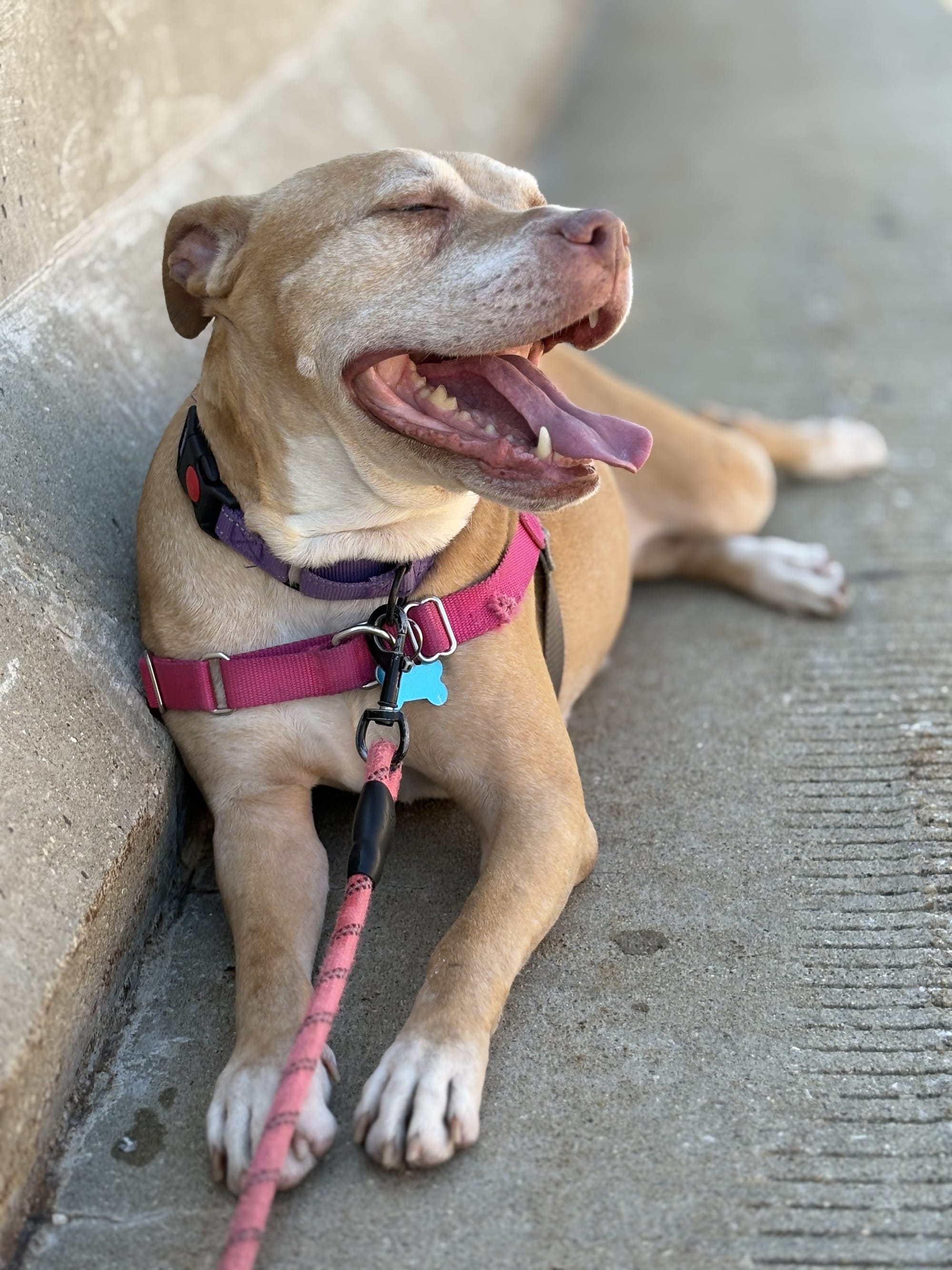 Maddie's University | Animal Welfare Education