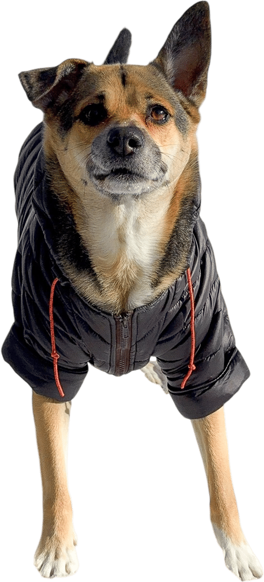 Nationwide Pet Insurance