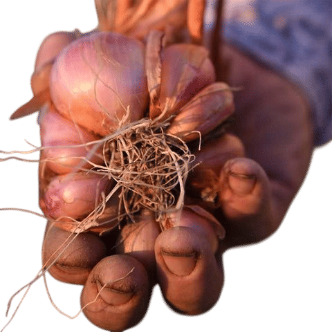 Pueblo Seed & Food Co