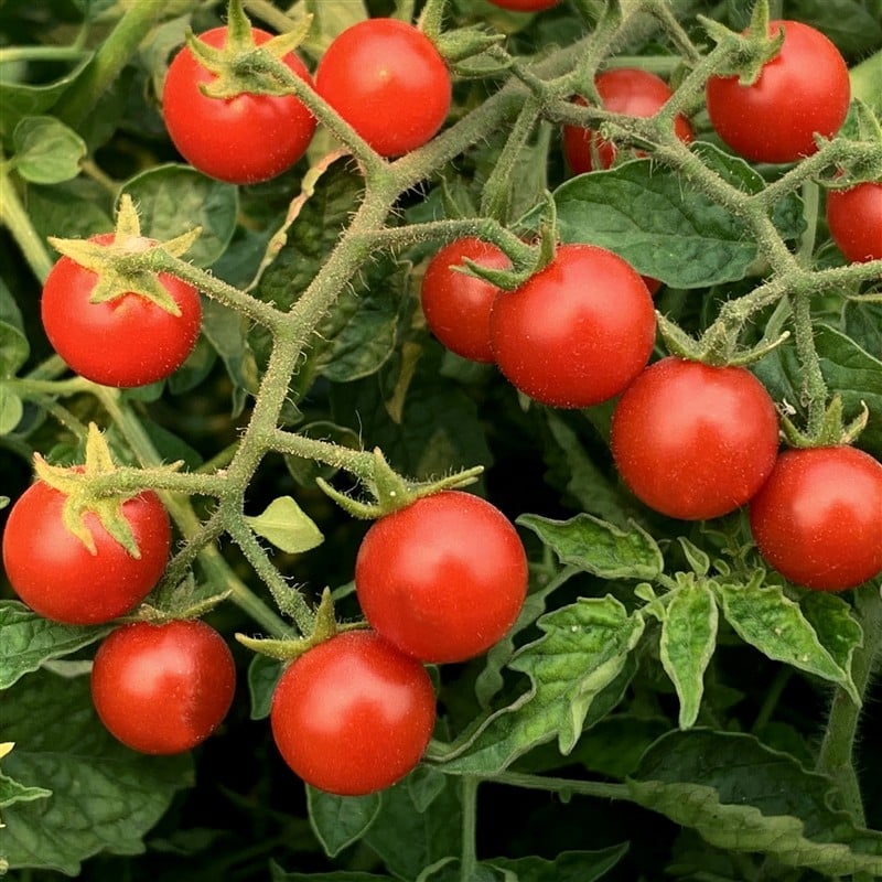 Waimea Wild Cherry Tomato Seeds