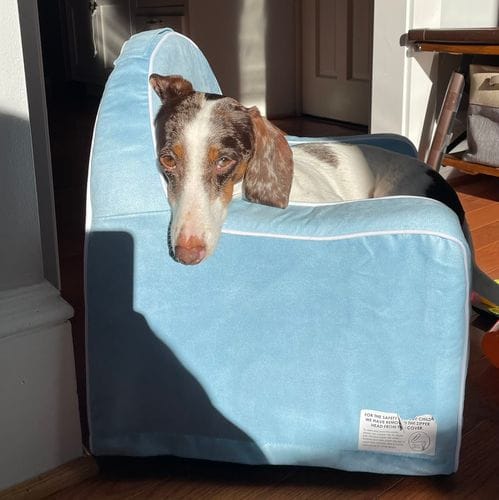 dachshundgirl