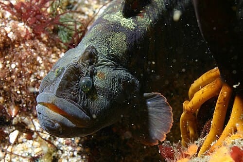 monkeyface prickleback