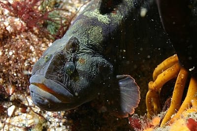 Monkeyface prickleback