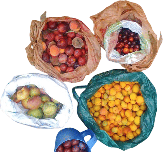 Falling Fruit