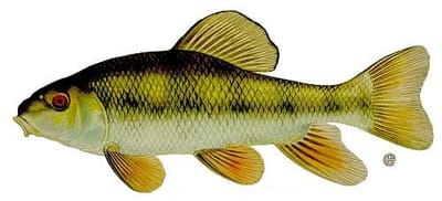 Creek chubsucker
