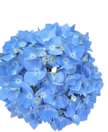 hydrangeas