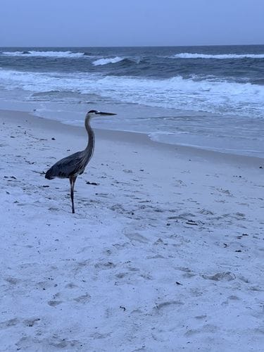 Blue Heron