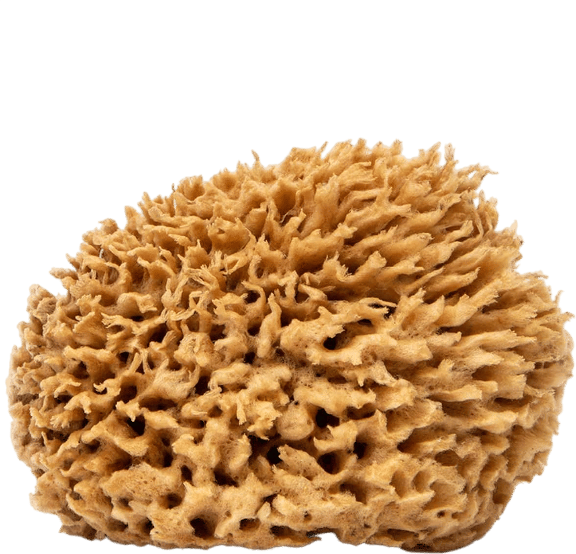 Naroa Soft Natural Sponge Large | Gentle Sea Loofah for Bathing Smooth Skin | Unbleached Shower Body Scrubber Puff | Bath & Spa (L)