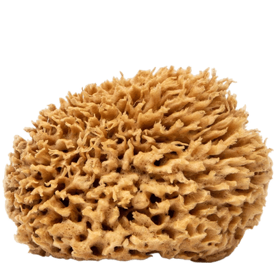 Soft Natural Sponge