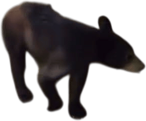 Can I Pet That Dog?!