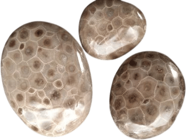 Petoskey Stone
