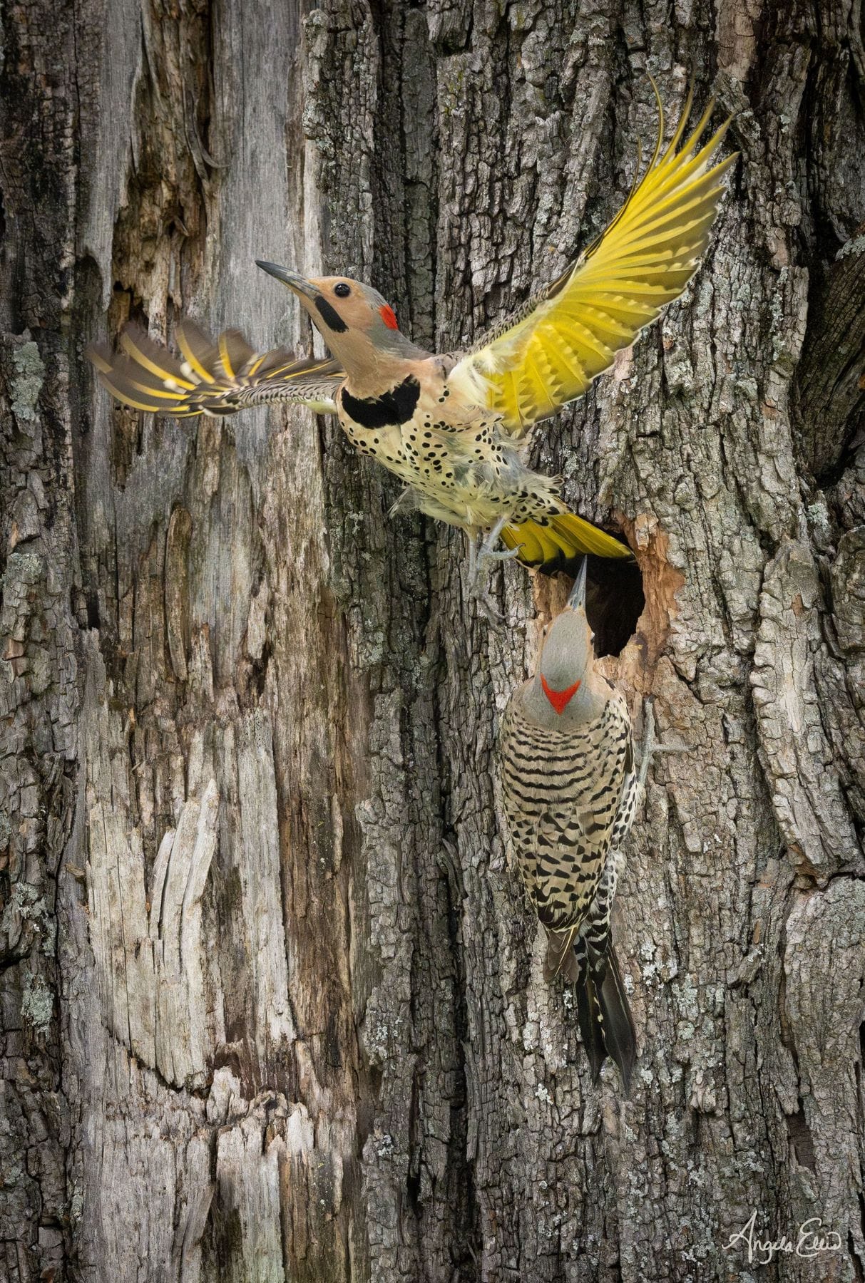 Northern flicker