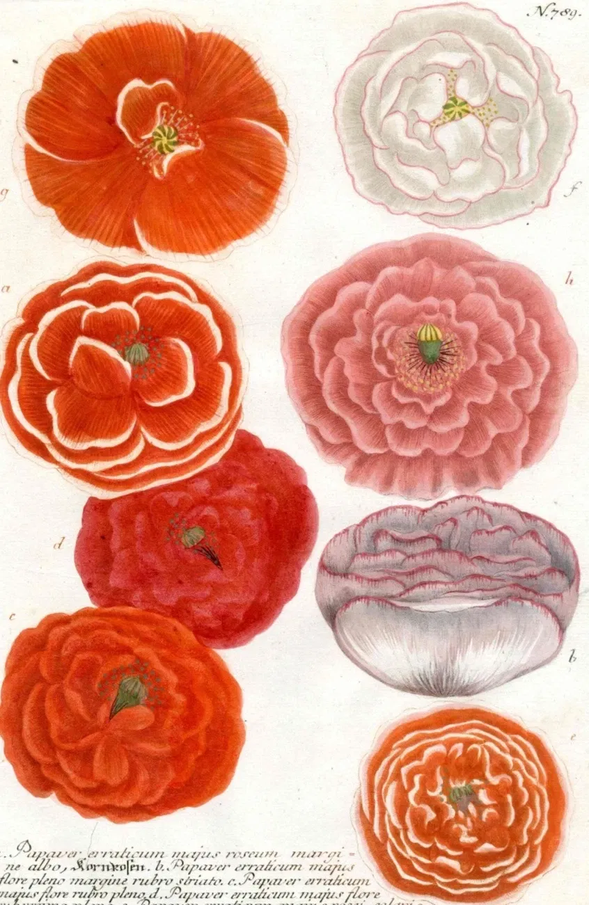 1737 Johann Weinmann Original Folio Antique Top Print Red Poppies