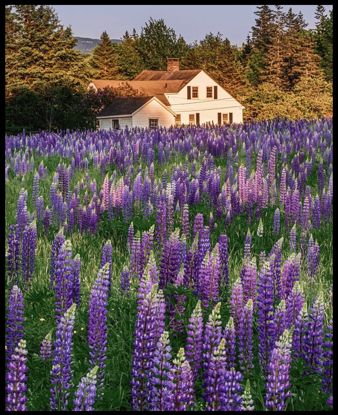 Lupine Field Road Trip