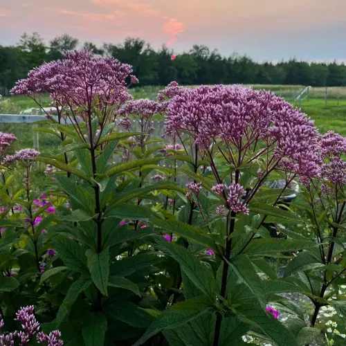 Joe Pye Weed