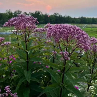 Eutrochium purpureum (Joe-Pye Weed)