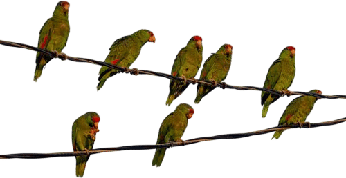 Pasadena Wild Parrots