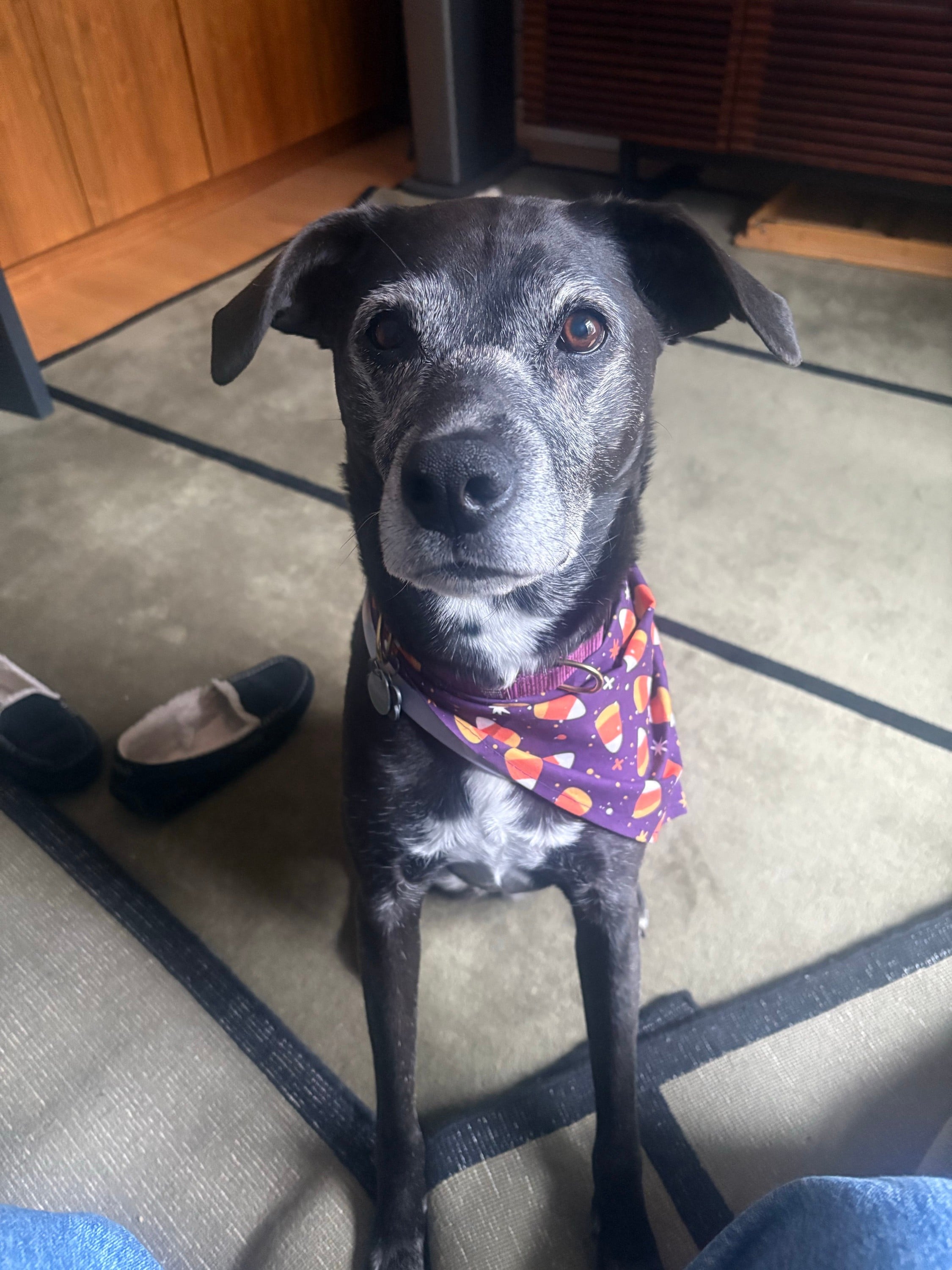 Pro dog (if you like toddlers)