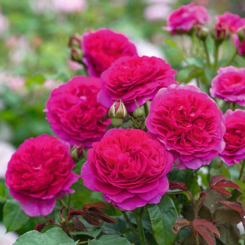 Gabriel Oak Rose