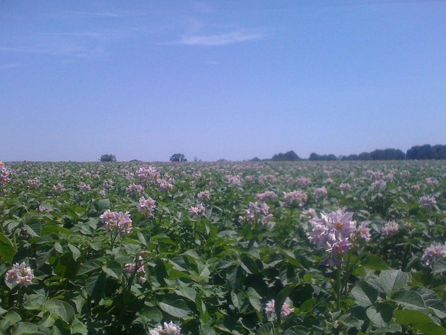 Marilee's Farmstand