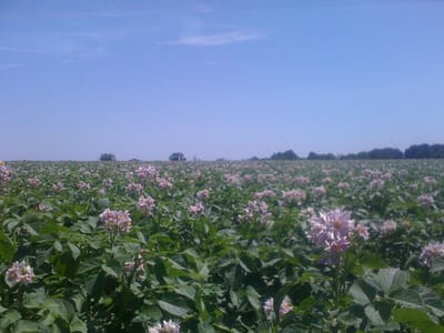 Marilee's Farmstand