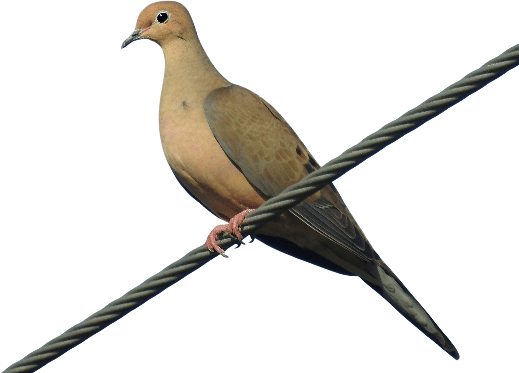 Mourning Dove