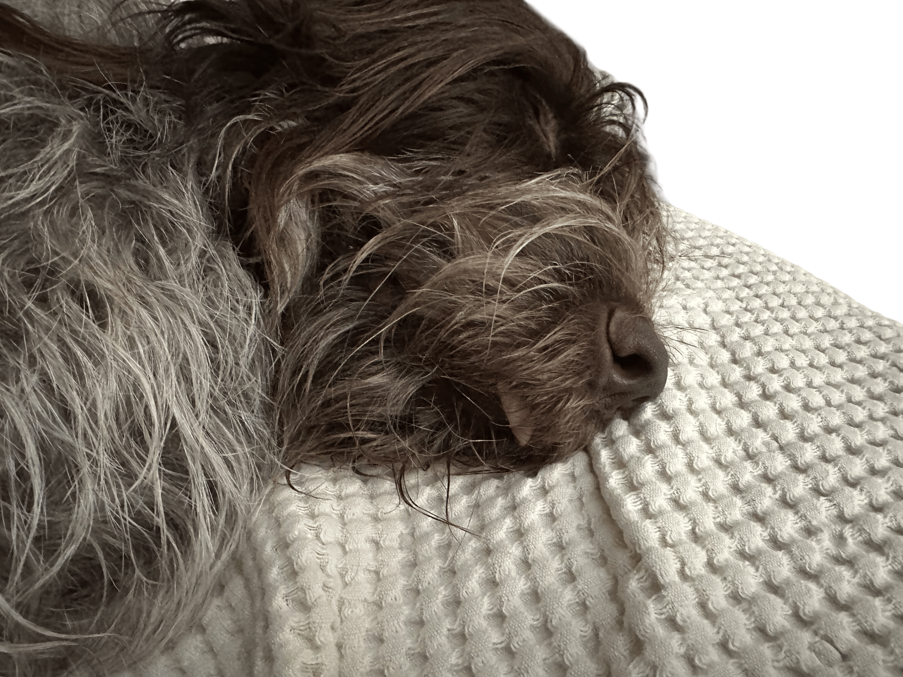 Taking pictures of your dog sleeping