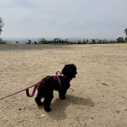 a good old fashioned stroll