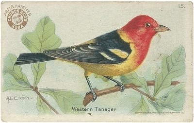 Arm & Hammer Baking Soda Bird Cards