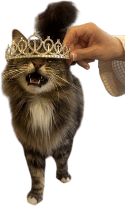 getting a cat