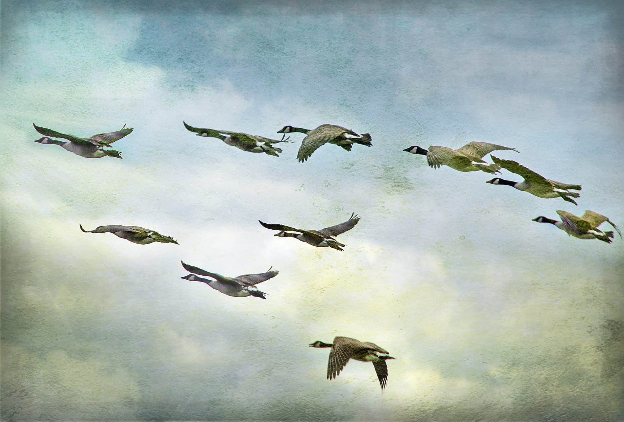 Wild Geese (Mary Oliver)