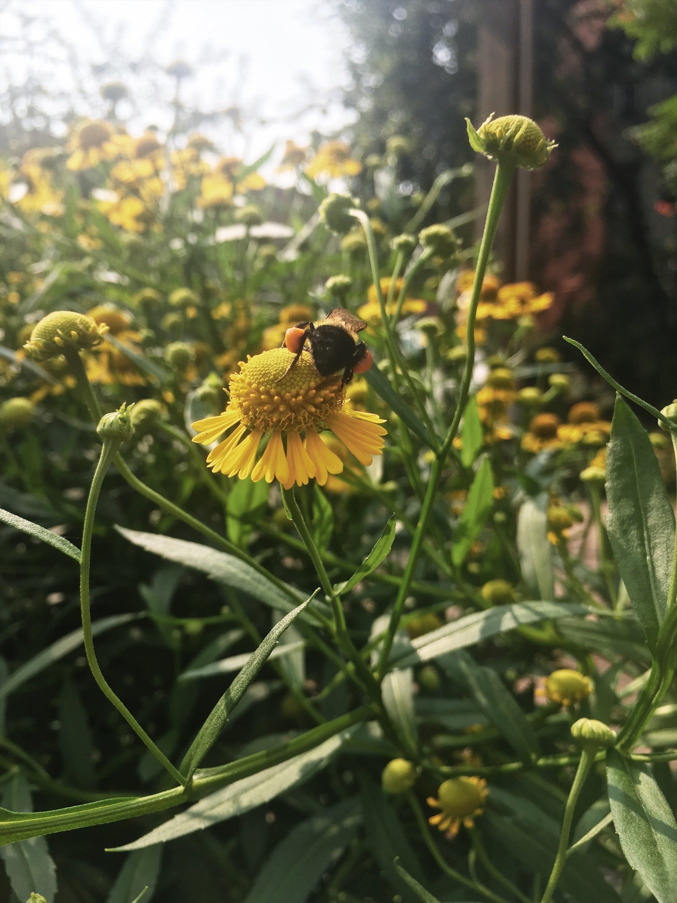 common sneezeweed