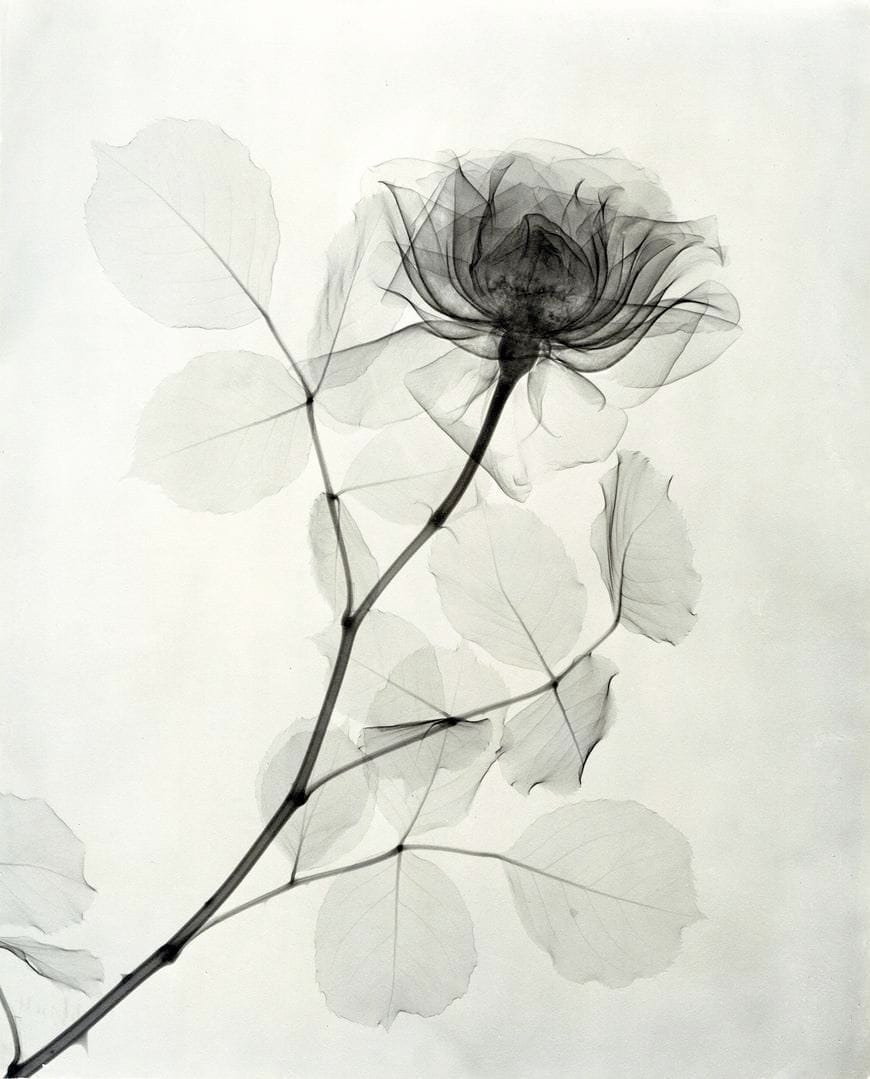 X-Ray Photographs of Flowers