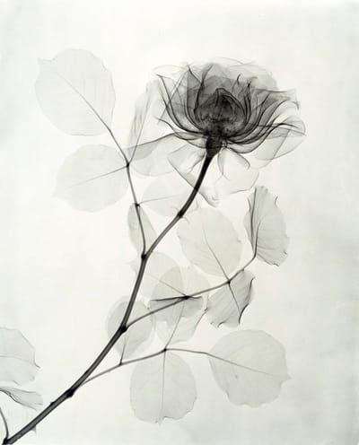 X-Ray Photographs of Flowers