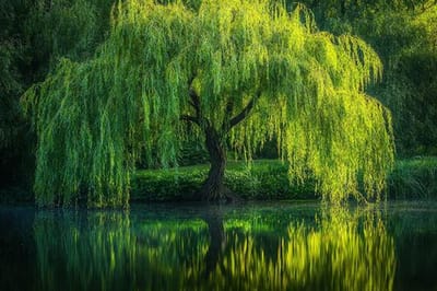 Weeping Willow: The Tree of Romance