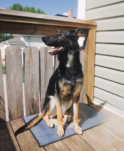 German shepherd + lab