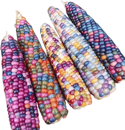 Glass Gem Popping Corn Seeds