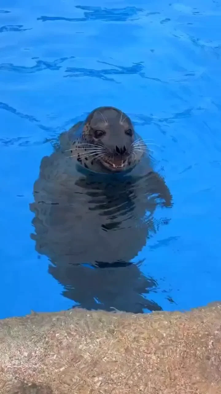 A Seal Making a Funny Noise