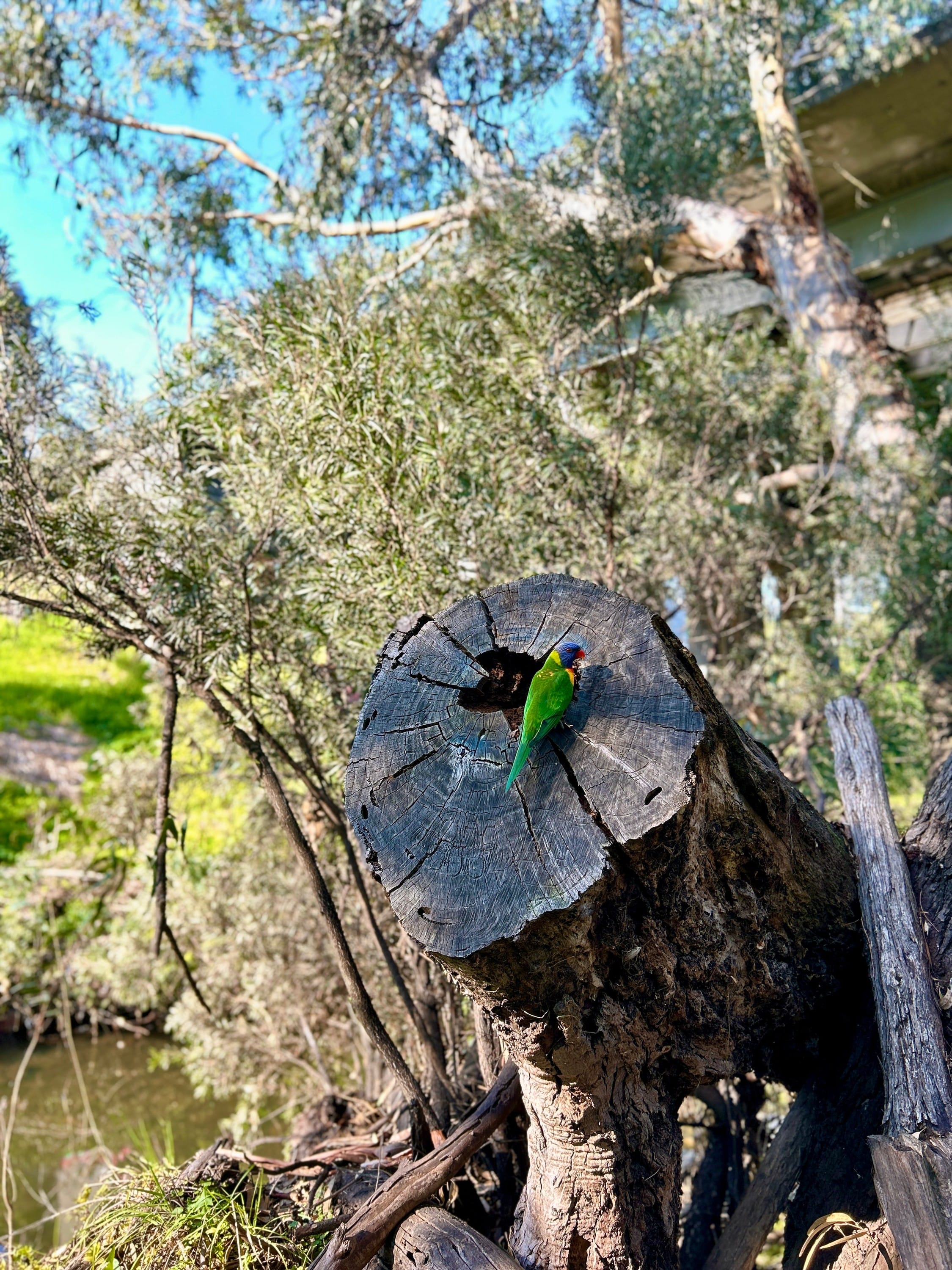 Silly little mental health walks in nature