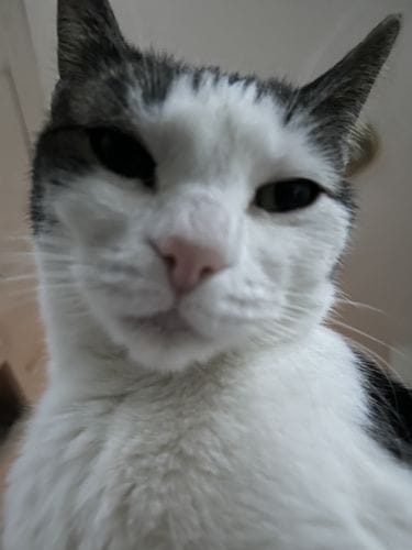 This picture I took of my cat last night