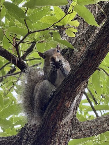 Squirrels