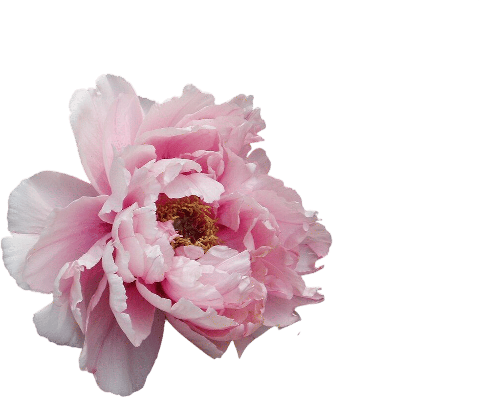 PEONY