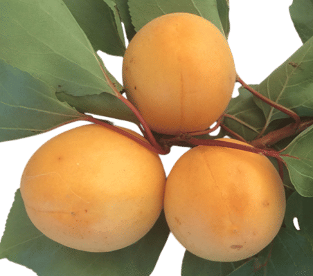Candycot Apricots