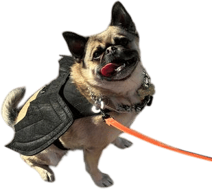 pug mix <3